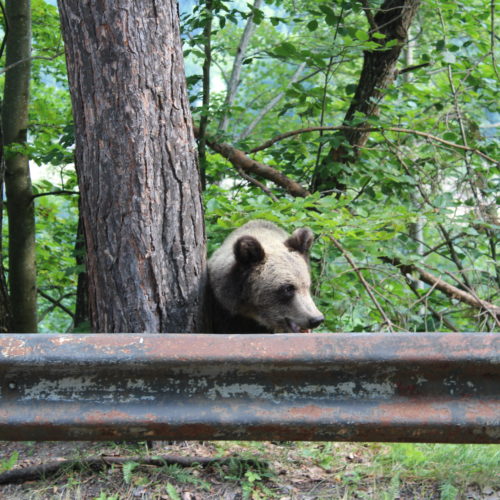 Medvěd vedle silnice Transfagarasan | Zdroj: CK KM